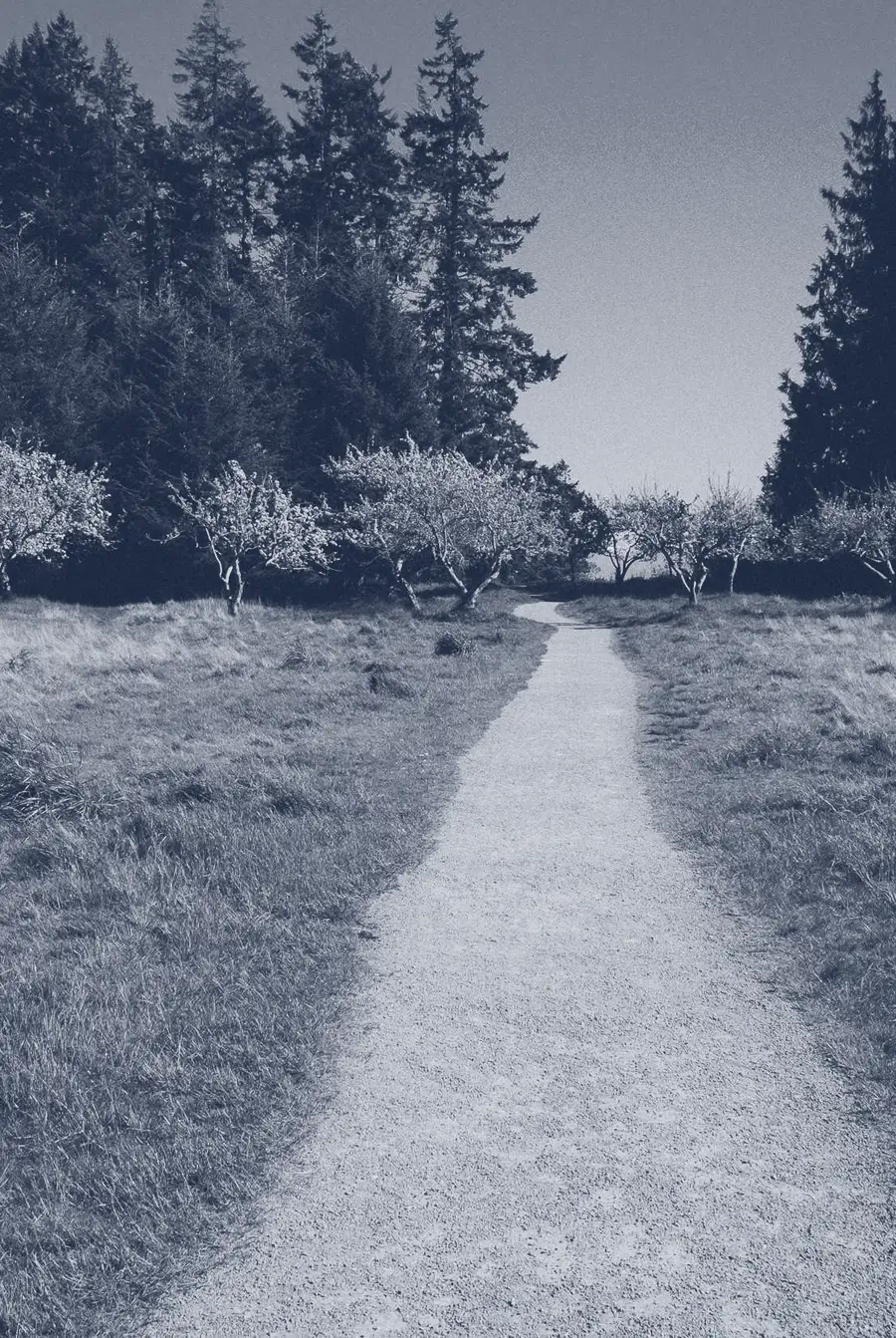 A lawn path between trees, in one ink, with the YardMasters logo set on it. A placeholder photograph.